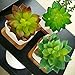 Assorted set of 3 Artificial Succulent Cabbage Echeveria Picks Faux Succulents 3 colors(green,soft green,plum green),3.6