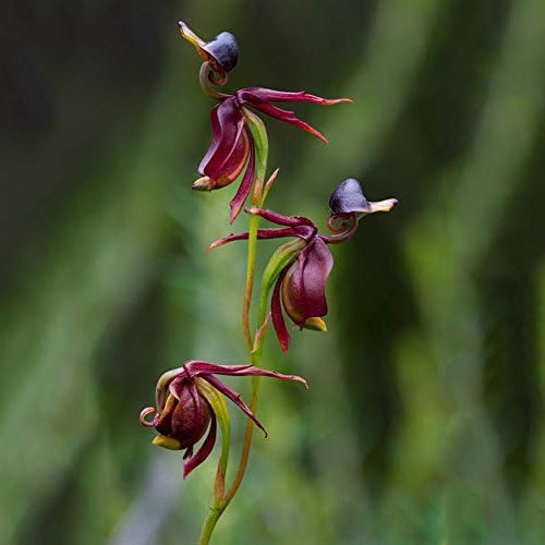 10Pcs Rare Flying Duck Orchid Flower Seeds Bonsai Planting Flower Seeds