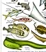 Fishwatchers Reef Field Guide: Fishes of Tropical Atlantic & Caribbean ID Card