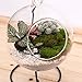 10L0L Charming Clear Hanging Glass Ball Vase Air Plant Terrarium Kit/Succulent Flowerpot Container w/Black Metal Stand (Big)