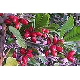MIRACLE FRUIT PLANT (tree) Synsepalum dulcificum