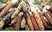 #1297 12'-18'ft. *GIANT RAINBOW ORNAMENTAL COLORED CORN *35 seeds*Multicolored*#1297