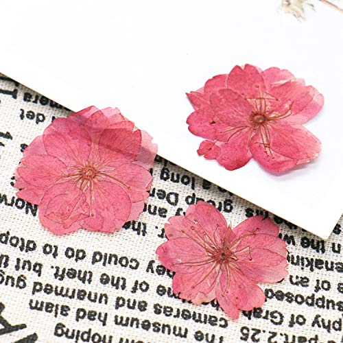 Buorsa Pack of 12 Piece Real Flower Sakura Dried Cherry Blossom Pressed Dried Flowers Arts Crafts Supplies for Jewelry Phone Case Frame Making Scrapbook Accessories - Thumbnail 3