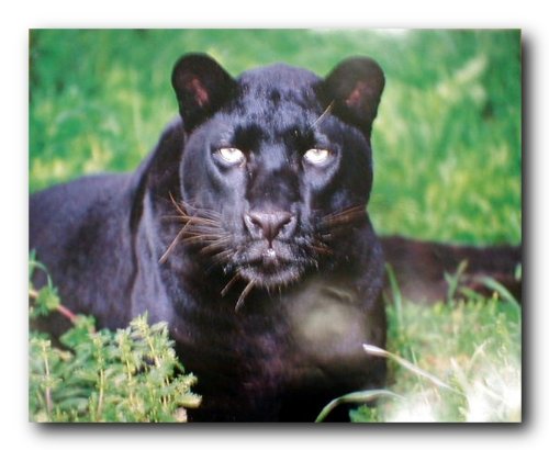 Wildlife Animal Wall Decor Black Leopard (Panther) Art Print  (16x20)