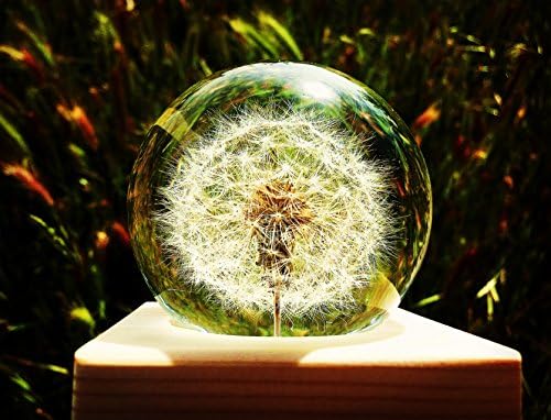 (Set of 2) Unique Handmade Music Box with Real Dandelion in Crystal Ball Christmas Gifts