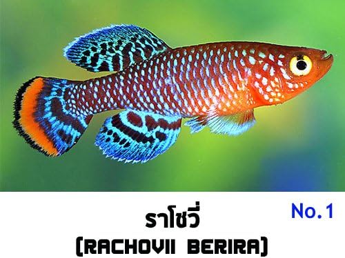 50 eggs Nillobranchius rachovii (Rachovii Beira 98) hatching tropical fish eggs