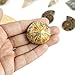 Museum Quality Fossil Collection Kit Featuring Dinosaur Fossils, Ammonites, Trilobite, Shark Tooth, Urchin and Fish Fossil - Collectors Edition Paleontology Set