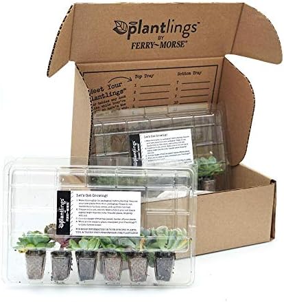 Ferry-Morse Echeveria Mix Live Succulent Plantings Kit, Pack of 12