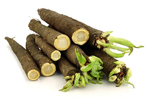 image for Fertile Ukraine Seeds Seeds Salsify Medical Black Root Vegetable Organ