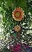Sunset Vista Designs 14166 Hanging Decoration Garden Bell, Warm Orange and Golden Yellow with Amber 26.5 x 7.5