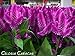 30+ Celosia Purple Flamingo Flower Seeds / Self-seeding Annual