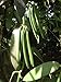 10 Vanilla Beans Grade B Tahitiensis. 5.5