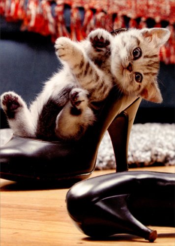 Kitten In High Heel Shoe Avanti Cat Friendship Card