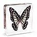 Graphium doson Butterfly Paperweight Specimen Paperweight for Science Education for book for office for desk(3