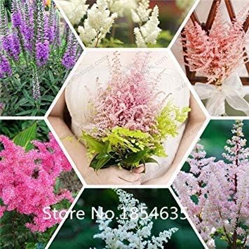 Amazon Co Jp 100 Astilbeの種子 コテージピンクの花 シェードガーデンのための完璧なミックスカラーの花植物 ホーム キッチン