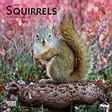 Squirrels 2020 7 x 7 Inch Monthly Mini Wall Calendar, Wildlife Domestic Animals by 