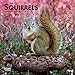 Squirrels 2020 7 x 7 Inch Monthly Mini Wall Calendar, Wildlife Domestic Animals by 
