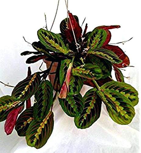 Red Prayer Plant Maranta Leuconeura 1 Rooted Potted Live House Plant Easy Care