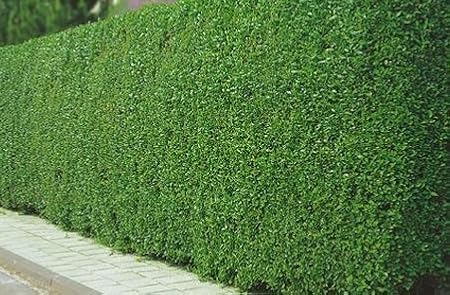 10 Stuck Immergruner Liguster 100 150 Cm Amazon De Garten