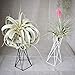 INFILM Tabletop Metal Big Air Plant Holders, Big Streptophylla Air Plant Stands Air Plant Racks Potted Plant Tillandsia Standsthumb 2