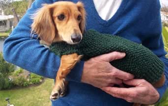 mini dachshund jumper pattern
