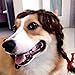 Coolrunner Pet Wigs Funny for Dogs Cats Little Puppy Costume Adorable Pet Hair and Turned Hat (1)