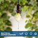 Hyperikon 2W LED S14 Filament Bulbs, Bulbs Only, Non Dimmable, Medium Base (E26), UL- Listed, Vintage Edison Great For String Lights, Commercial Lighting, Patio, Wedding, Events - (15 Pack)