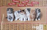 F.X. Schmid Rolf Hinz Persian Kittens 1000 Piece Jigsaw Puzzle