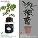MAXSISUN 6-Pack 5 Gallon Grow Bags, Heavy Duty Thickened Non-Woven Plant Fabric Pots with Reinforced Handles for Gardeningthumb 3