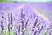 Epsom Salt soak, VARIETY PACK, Eucalyptus, Lavender, Chamomile, 16 oz Each