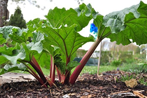 Herb Selection (Rhubarb) Culinary Herbs, Fresh, Organic, Home Grown, Healthy
