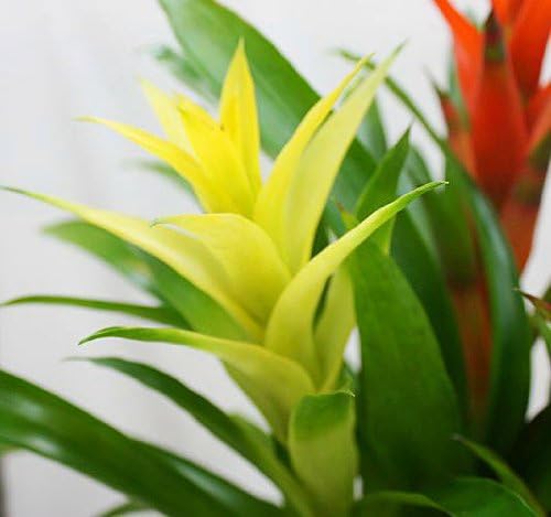 Amazon Co Jp 花 グズマニア アナナスa ミックス 7号3本立て鉢植え 観葉植物 ホーム キッチン