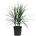Costa Farms Madagascar Dragon Tree Marginata Live Indoor Floor Plant in 8.75-Inch Grower Pot