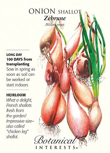 Zebrune Shallot Onion Seeds - 350 mg Zebrune Shallot Onion Seeds - 350 mg