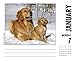 Just Goldens 2019 Box Calendar (Dog Breed Calendar)