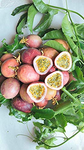 Fresh Purple Passion Fruit (5lb)