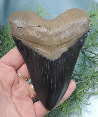 Beautiful 5'' Long Megalodon Tooth Replica!!