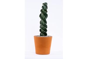 Spiral Cactus - Cereus forbesii 'Spiralis' - Twisted Rare Succulent - Tornado Cactus - Live Rooted Indoor Plants (12'')