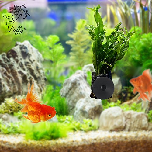 Tropical live aquarium windelov plant with suction cup …