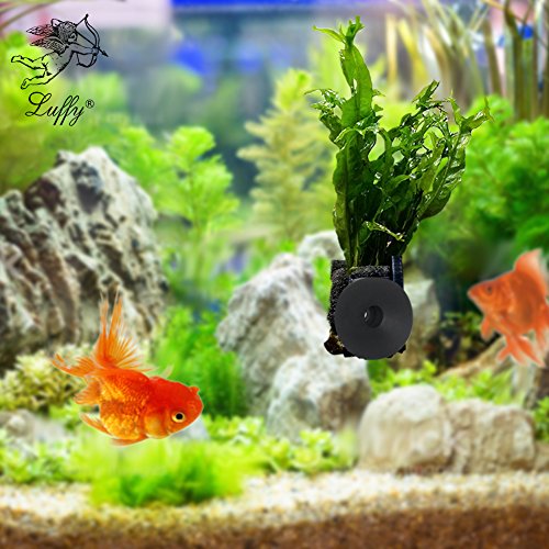 Tropical Live Aquarium Windelov Plant with Suction Cup --- Freshwater Aquatic Tank Decoration - Low to Moderate Light Plants - Rhizome Plants, Java Fern - Beginners Starter Plants, Fish Friendly