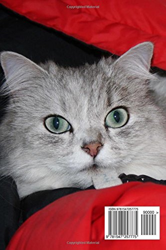 Buy Silver Chinchilla Persian Cat With Green Eyes Pet Lined