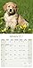 Golden Retriever Calendar 2017 - Dog Breed Calendars - 2016 - 2017 wall calendars - 16 Month by Avonside
