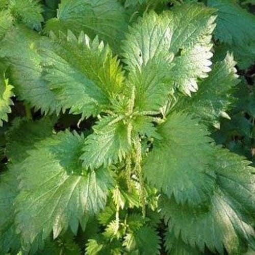 Stinging Nettle (Urtica Dioica)- 100 Seeds