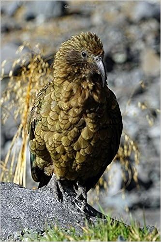 A Kea Mountain Parrot Nestor Notabilis In New Zealand Journal 150 Page Lined Notebook Diar Creations Cs Amazon Com Books