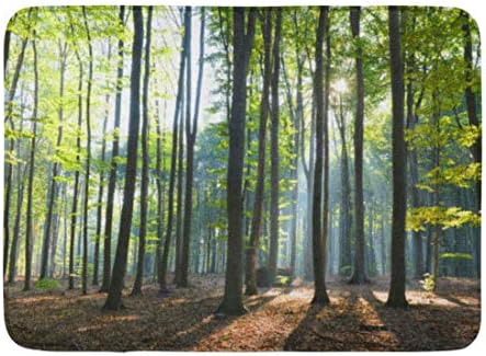 Liminiaos Fussmatten Bad Teppiche Outdoor Indoor Turmatte Abenteuer Morgen Im Wald Herbst Herbst Balken Schone Badezimmer Dekor Teppich Badematte Amazon De Kuche Haushalt