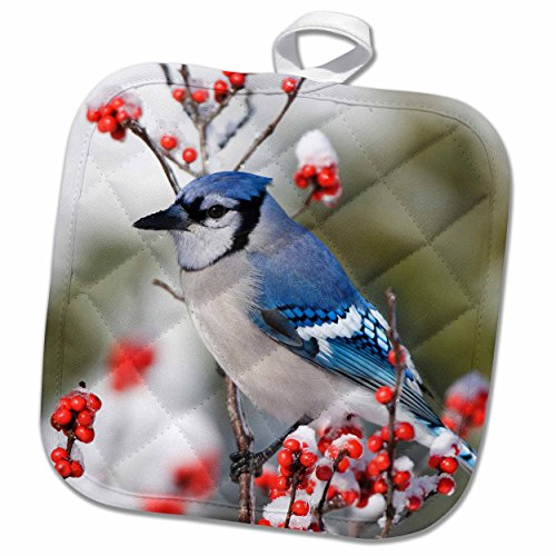 Blue Jay Gifts Kritters in the Mailbox Blue Jay Collectibles