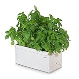 Patch Planters Easy, Compact Self Watering Herb