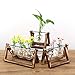 Plant Propagation Station,Plant Terrarium,Plant Starter,Gifts for Plant Lovers,Glass Bulb Terrarium with Retro Solid Wooden Stand for Hydroponics Plants Home Garden Wedding Décor (3 Bulbs)