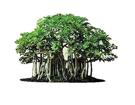 Srushti Traders Bonsai Baniyan Tree Seeds with Seedling Steps