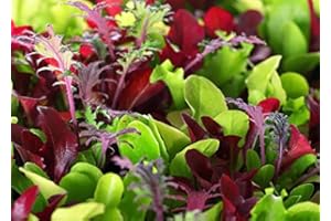 HARLEY SEEDS This is a Mix!!! 2000+ Seeds Microgreens Mix 40 Varieties - About 1 oz. - Superfood Seeds Heirloom Non-GMO Delicious Easy to Grow! from USA Fresh and Tested Seeds!